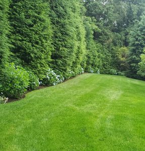 How Frequent Mowing Outsmarts Weeds and Keeps Your Lawn Healthier