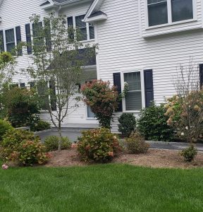 The Connecticut-Hardy Garden: Why Native Plants are the Secret to a Low-Maintenance Yard