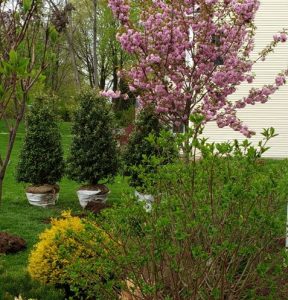 How to Achieve a “More Green” Lawn Without Harsh Chemicals